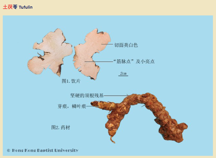 取自 HKBU 的土茯苓圖片
