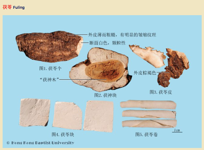 取自HKBU 的茯苓圖片