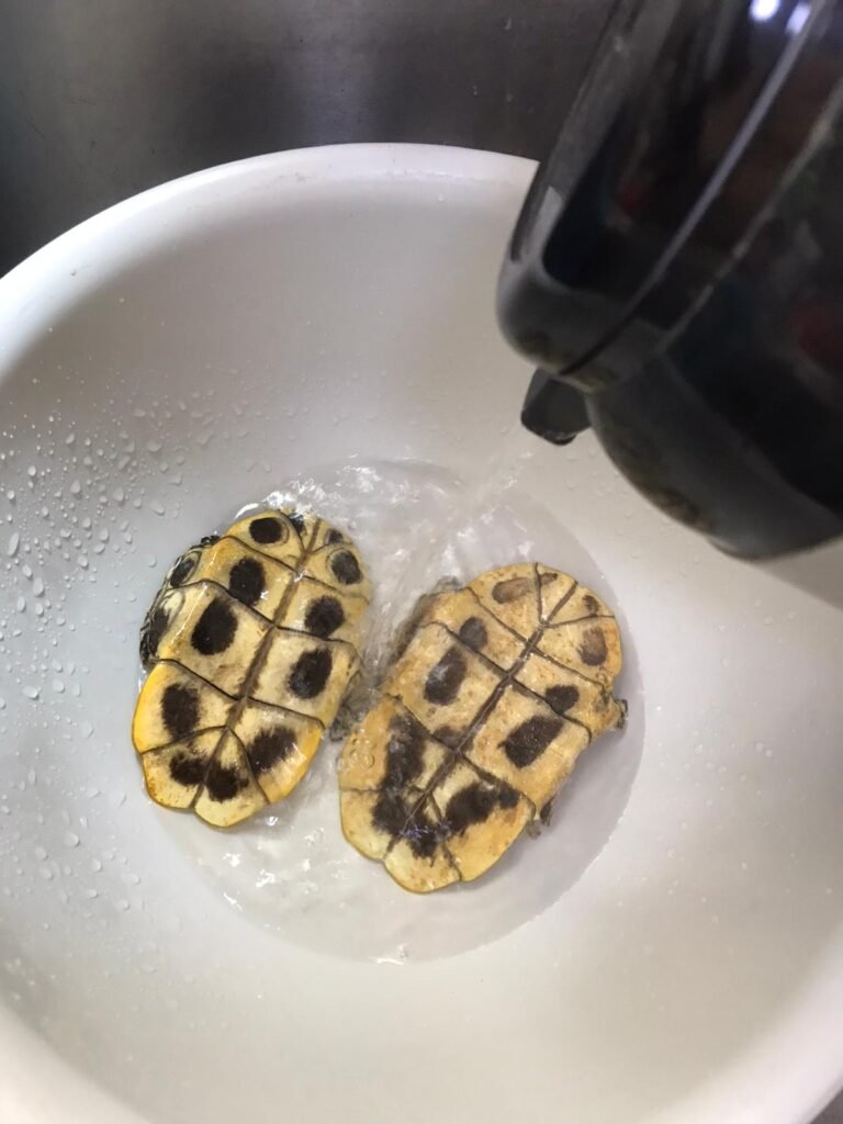 正在倒熱水去浸泡龜板