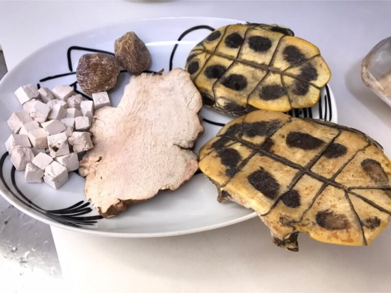 龜板土茯苓湯部分材料